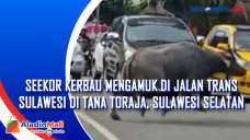 Kerbau di Tana Toraja...