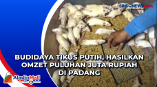 Budidaya Tikus Putih,...