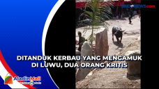 Ditanduk Kerbau yang...