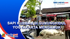 Sapi Kurban di Gunungkidul...