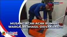 Musang Acak-acak Rumah...