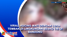 Viral, Kucing Mati dengan...