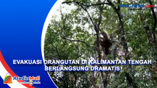 Evakuasi Orangutan di...