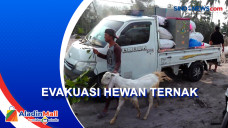 Evakuasi Hewan Ternak,...