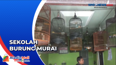 Melatih Kicauan Burung...