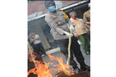 Ratusan Kilogram Ganja...