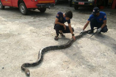 Ular Phyton 5 Meter...