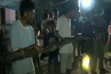 Hendak Mangsa Kambing,...