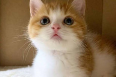 Dua Kucing di Kota New...