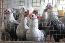 Mengenal Ayam Sembawa,...