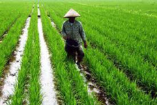 BPS: Data Tunggal Produksi...