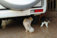 Kucing di Spanyol Ini...