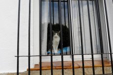 Dites, Seekor Kucing...