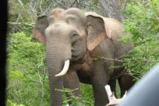 Gajah Liar yang Injak...