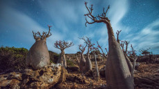 Pulau Socotra: Pulau...