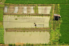 Pandemi COVID-19, Petani...