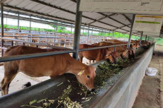 Kementan Dorong Pengembangan...