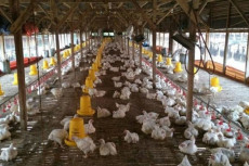 Kementan: Harga Ayam...