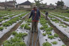 Viral Petani Buang Sayuran,...