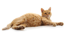 Kucing Kamu Hamil? Ini...