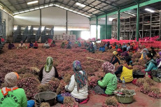 Stok Bawang Merah Dijamin...