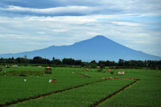 Selamatkan Produksi...