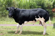 Genjot Populasi Sapi...