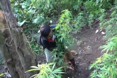 Ladang Ganja Ditemukan...