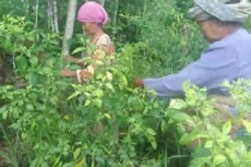 Harga Cabai Anjlok di...