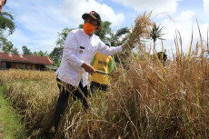 Skenario Kecukupan Beras,...
