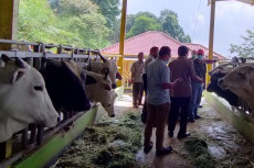 Kementan Terus Berupaya...