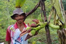 Unik, Pohon Pisang Ambon...