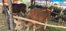 SBP Tawarkan Sapi Qurban...