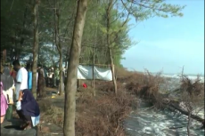 Hutan Cemara Pantai...