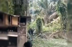 2 Ekor Beruang Madu...