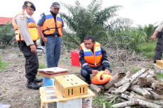 Ratusan Burung Dilindungi...