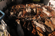 Bukan karena Covid-19,...