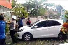 Cuaca Ekstrem, Pohon...