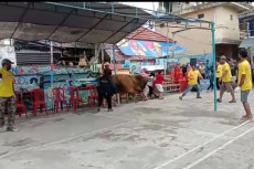 Seekor Sapi Kurban Ngamuk...