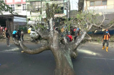 Pohon Trembesi Tua 20...