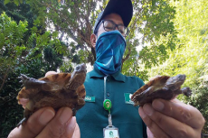 Langka, Kebun Binatang...