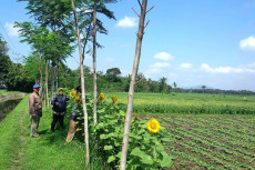 Petani dan Penyuluh...