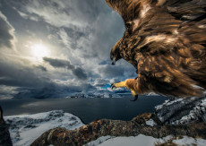 Wildlife Photographer,...