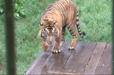 Harimau Sumatera Kembali...