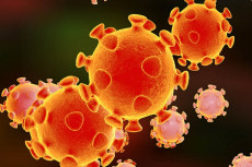 Studi: Virus Corona...