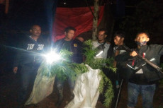 Dua Hektare Ladang Ganja...