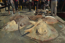 Pandemi COVID-19 Membuat...