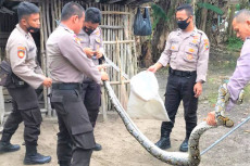 Ular Piton Masuk Kandang...