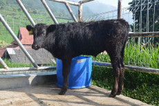 Sapi Wagyu, Penuhi Kebutuhan...
