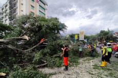 Pohon Beringin Tumbang...